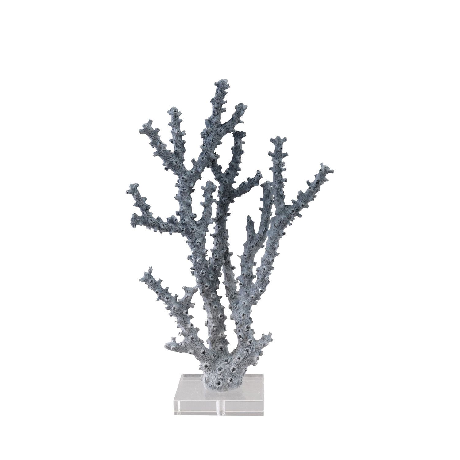 Coral with Acrylic Base
