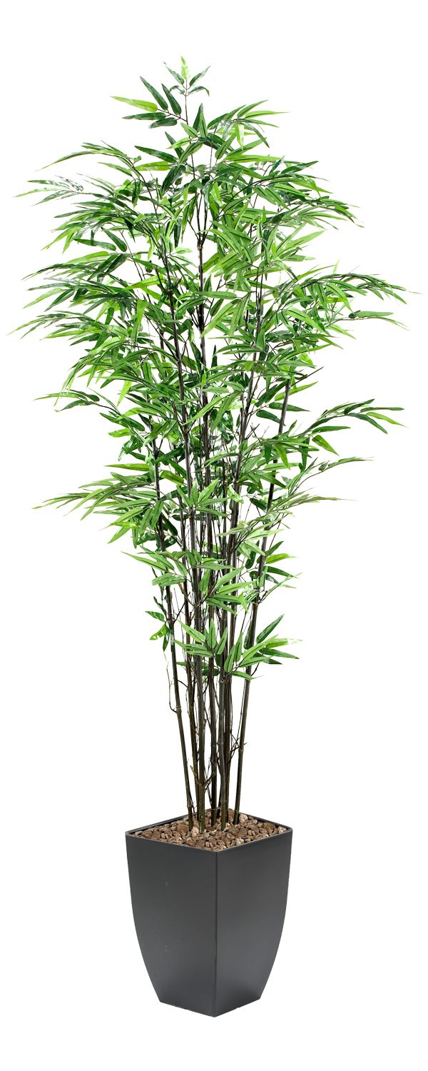 Black Bamboo