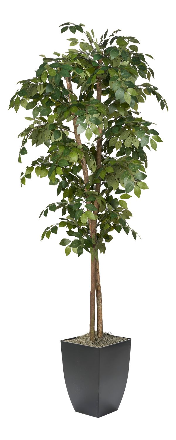 Sakaki Tree