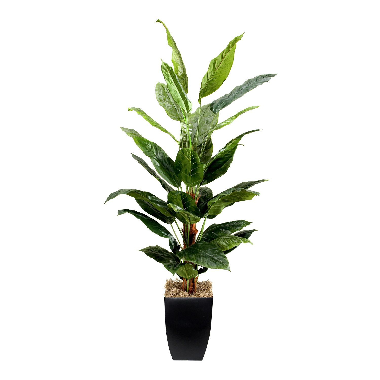 Jungle palm