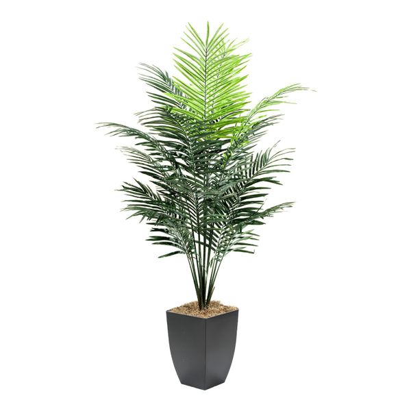 7' Dwarf areca palm in sq metal — sq metal