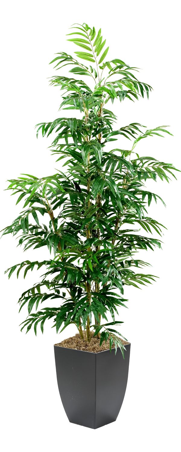 Phoenix Palm