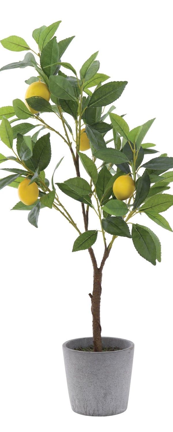 Lemon Tree