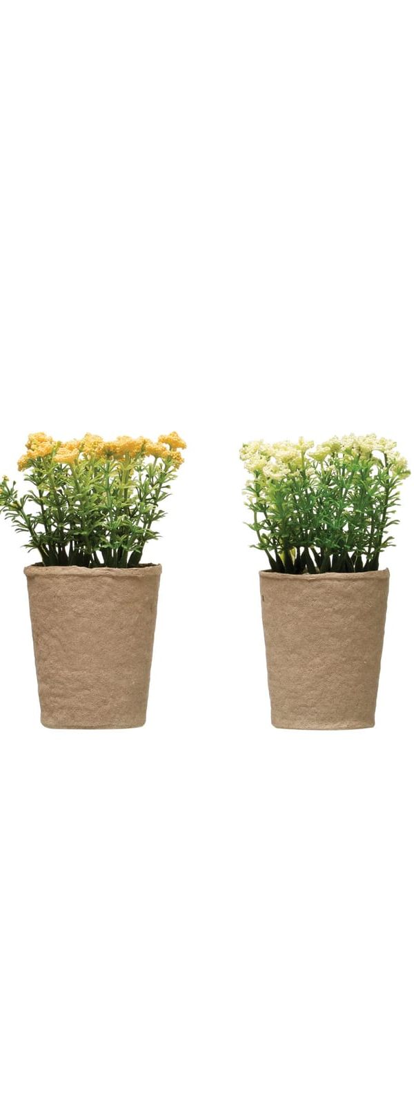Potted Botanical Plant