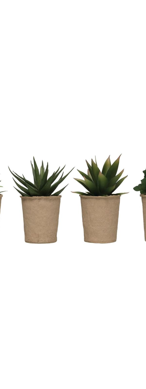 Potted succulent