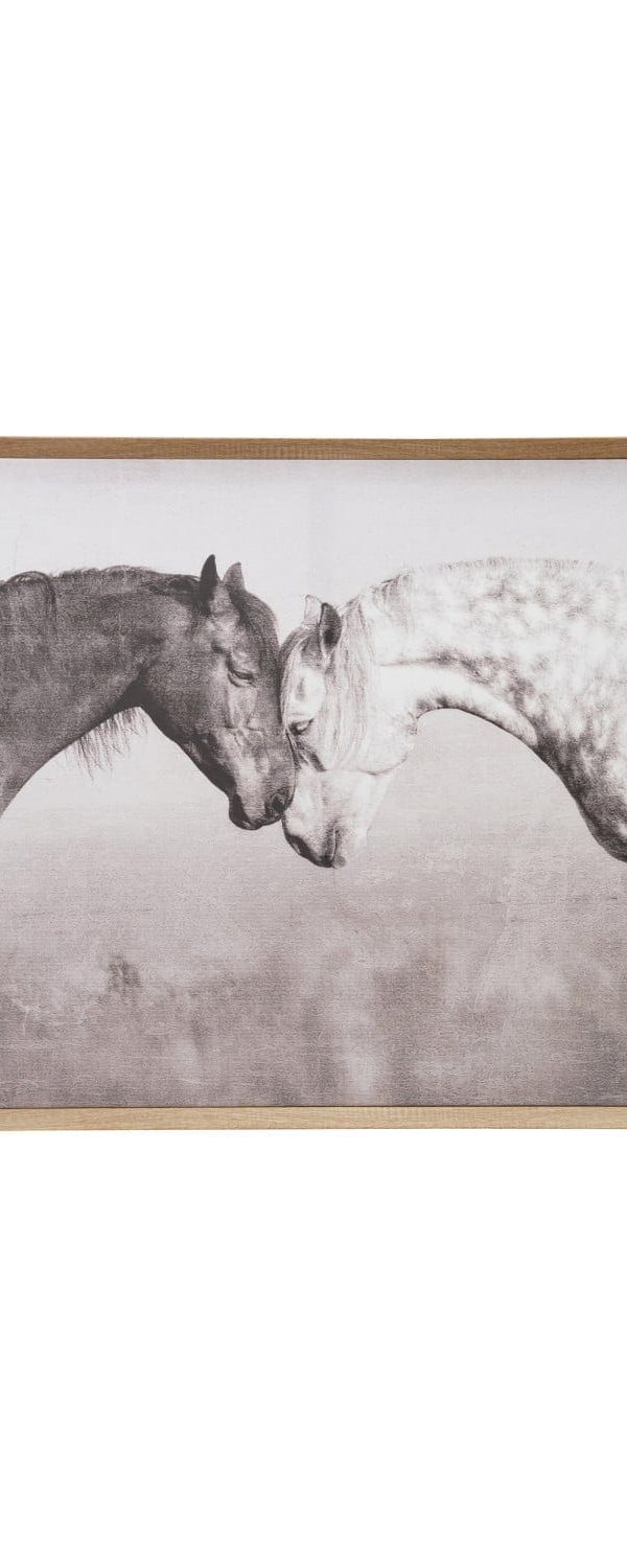 Horse Photography