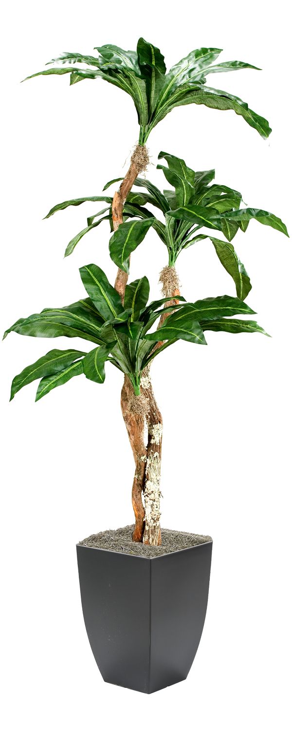 Birdnest Palm