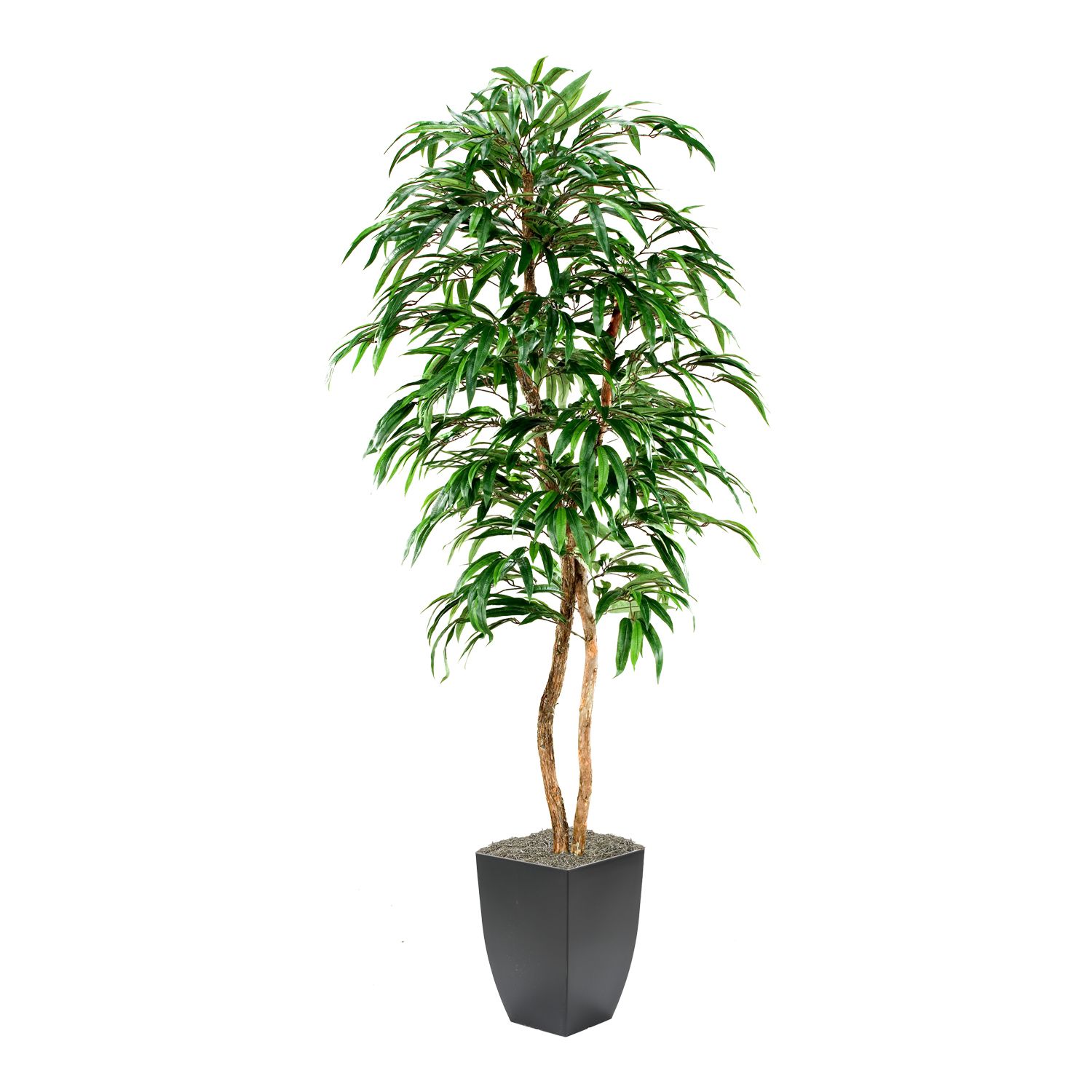 Weeping Ficus Tree