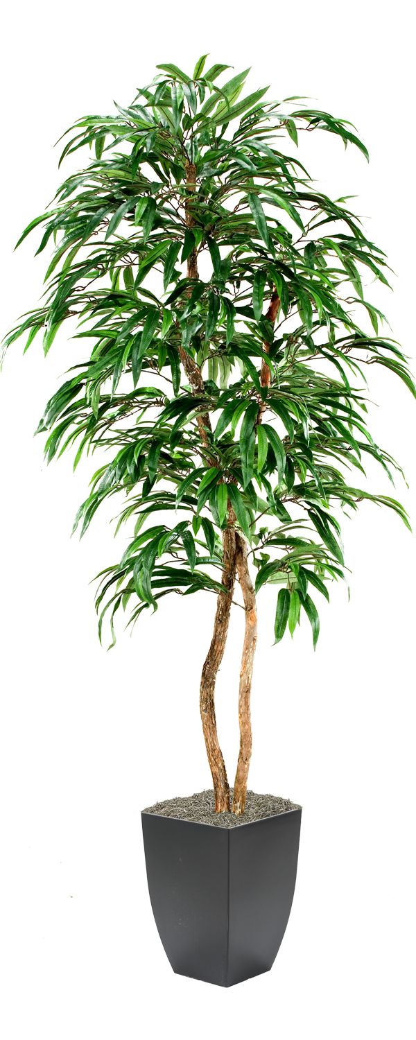 Weeping Ficus Tree