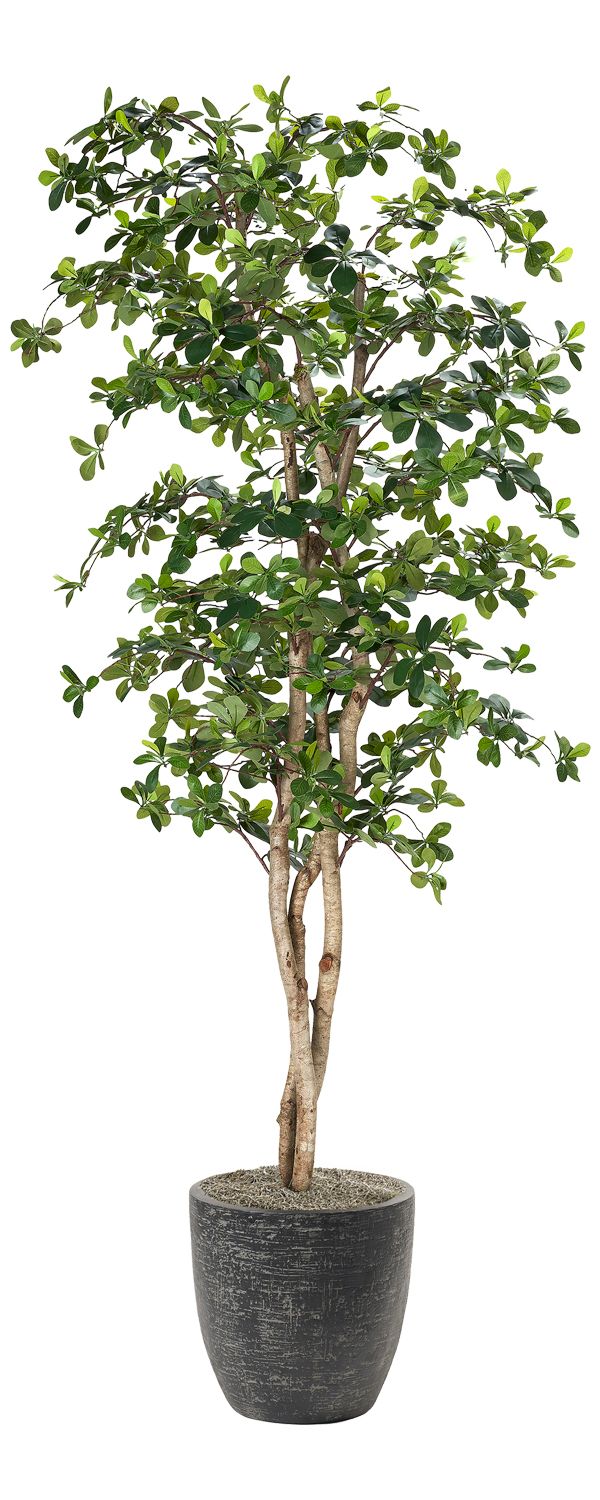 Black Olive Tree