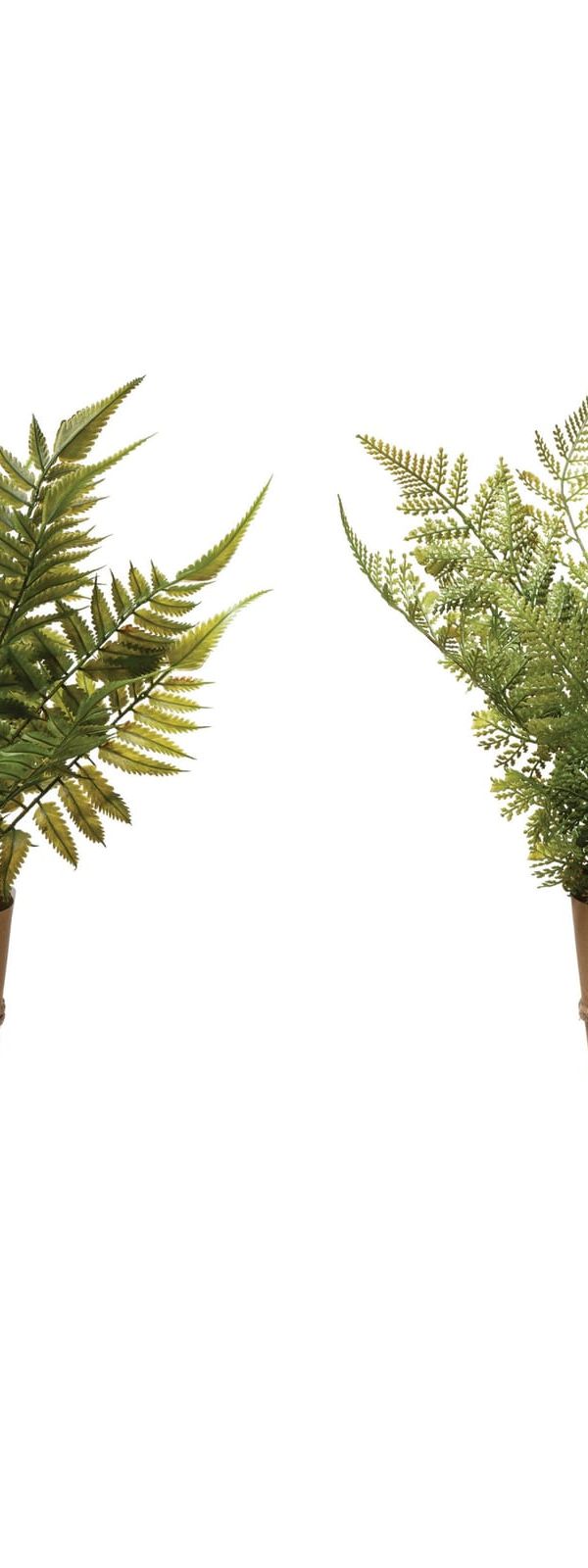 Large potted fern
