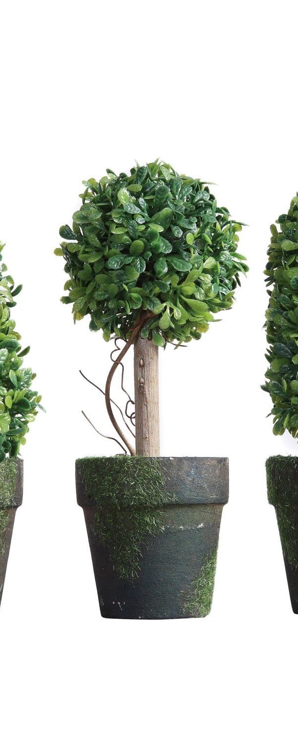 Small Topiary Plant
