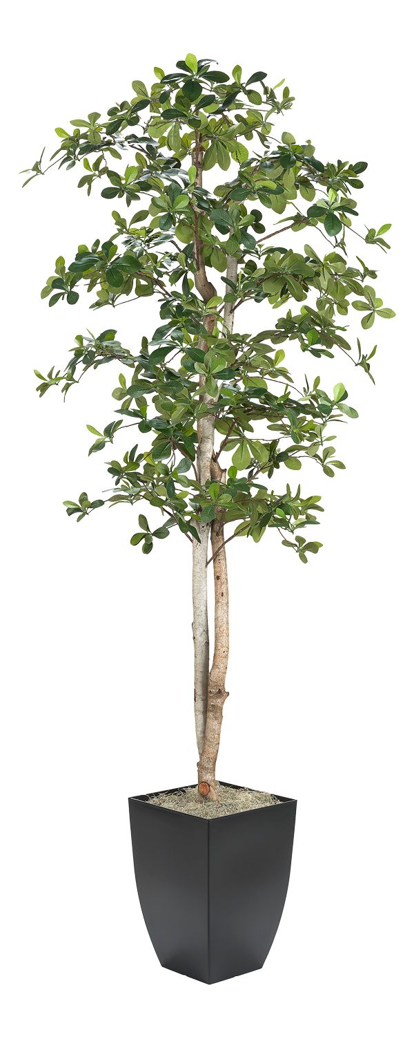 Black Olive Tree
