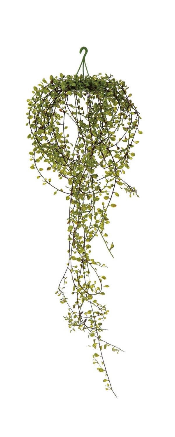 Hanging Plant