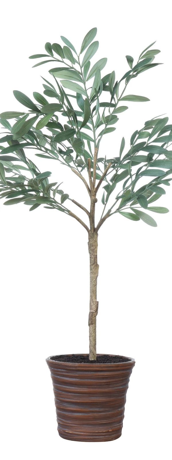 Potted Olive Tree